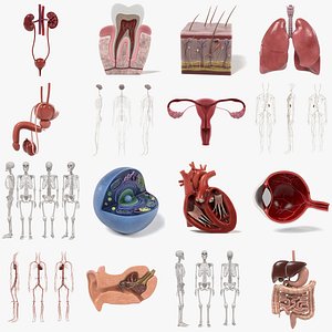 Anatomy of Human