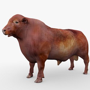 3D model RED ANGUS Rigged L2074