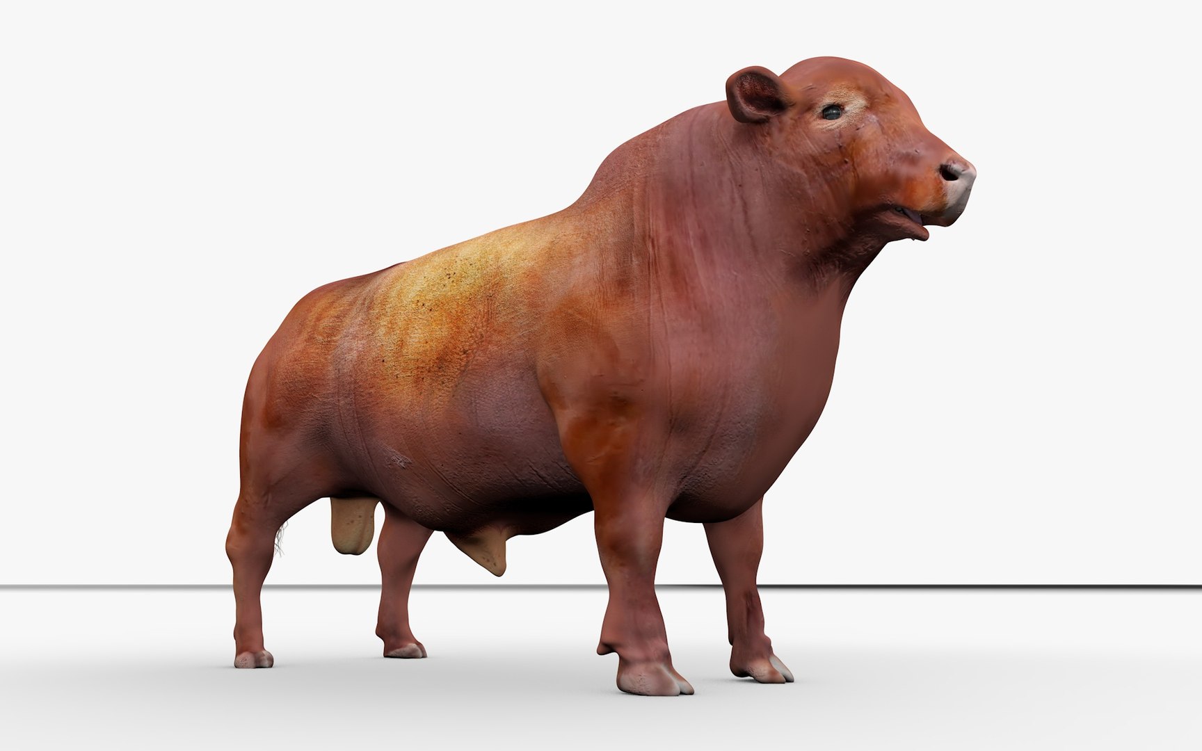 3D model RED ANGUS Rigged L2074 - TurboSquid 2154886