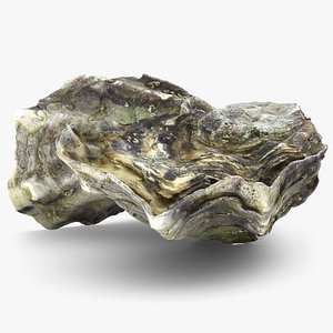 Oyster Shells 01