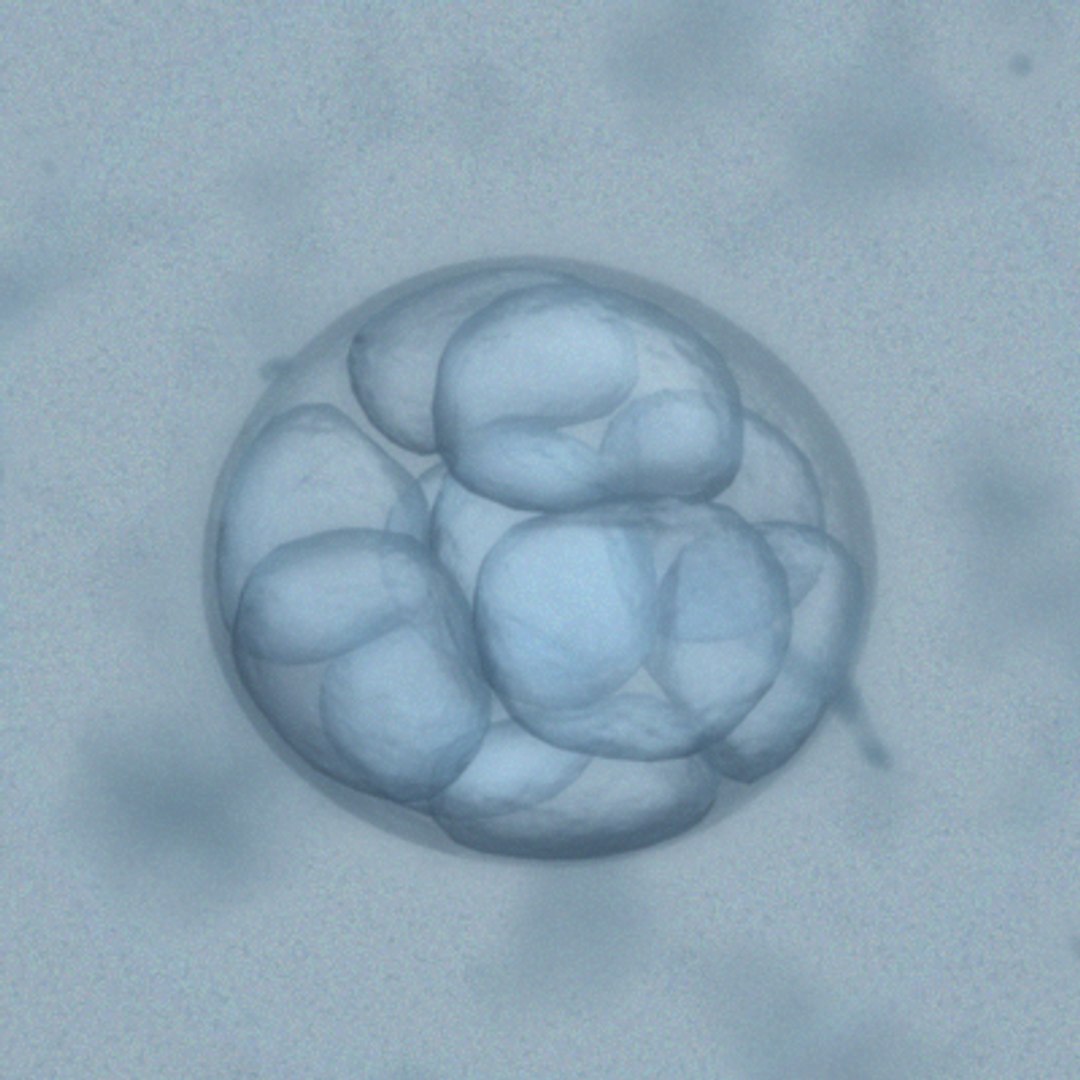 3d Embryo Microscope Vision Model