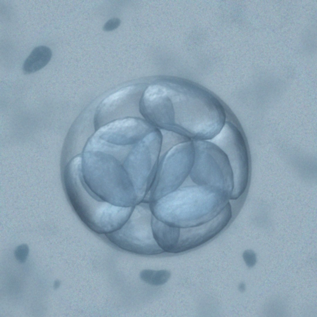 3d embryo microscope vision model