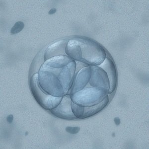 3d embryo microscope vision model