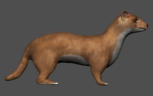 Realistic fully rigged low polygon Ermine Stoat Weasel