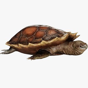 Alligator Turtle Predator - Animated Realistic Underwater Reptile 3D model