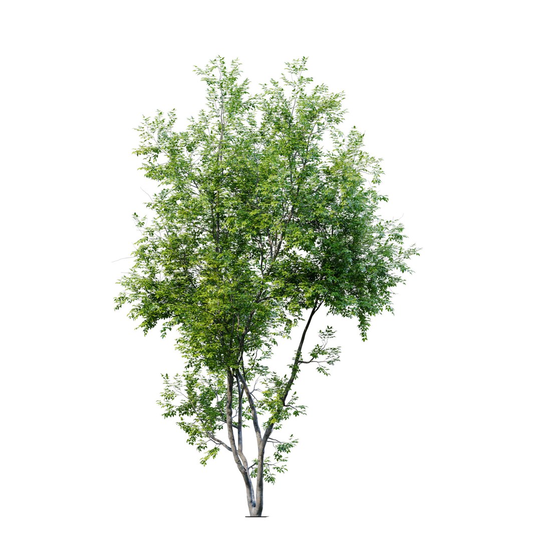 3D American Beech 3 model https://p.turbosquid.com/ts-thumb/39/Jves27/Df/preview4abb/jpg/1661493697/1920x1080/fit_q87/2be772441c746f8d6ae75ee5d6cf4e4816f2ceae/preview4abb.jpg