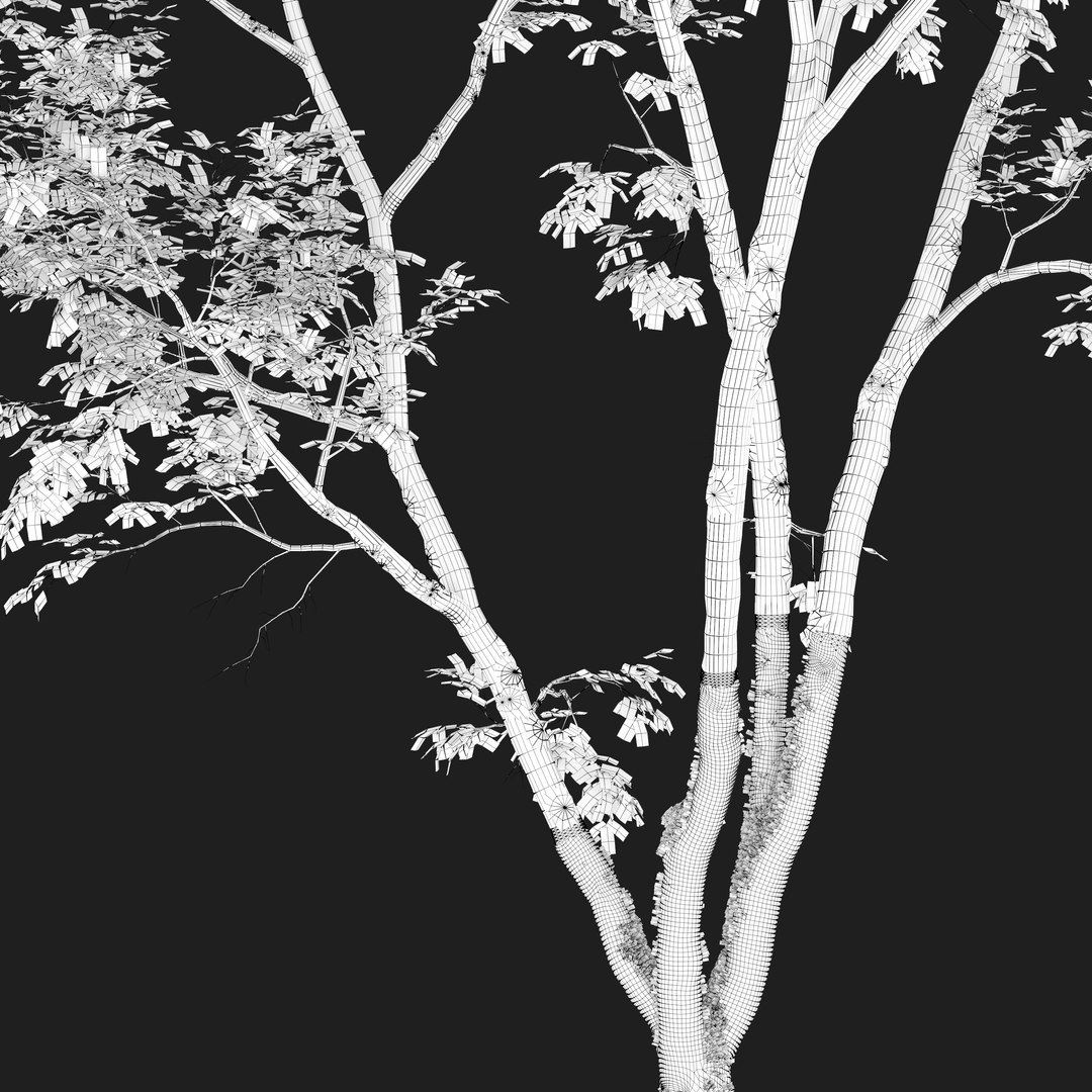 3D American Beech 3 model https://p.turbosquid.com/ts-thumb/39/Jves27/P8/preview5abau/jpg/1661493698/1920x1080/fit_q87/2278b3be43762d28bb2846c0d6873ebe45deb463/preview5abau.jpg