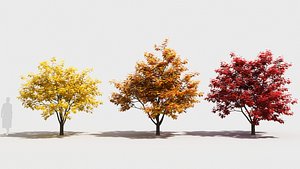 3D model Acer x freemanii-4