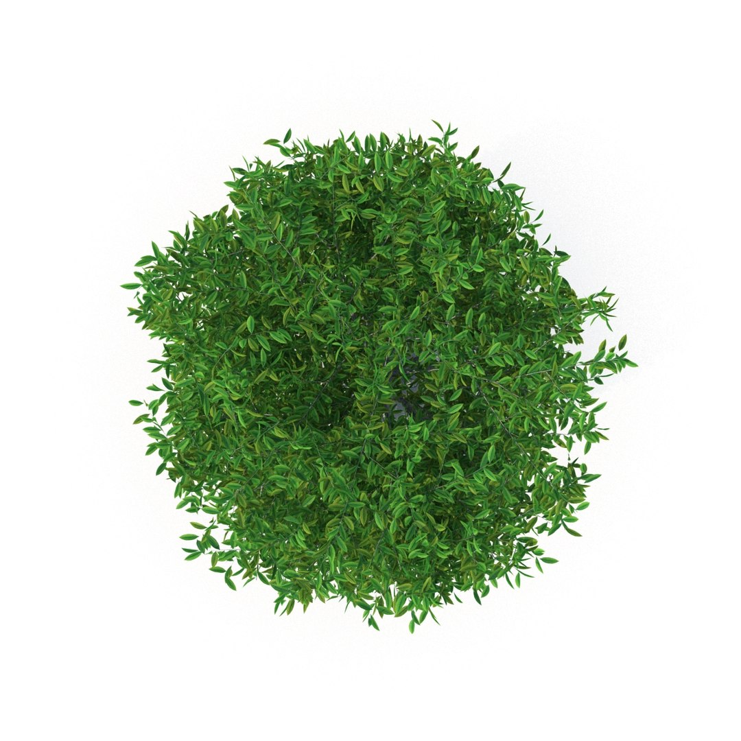 Tree Max