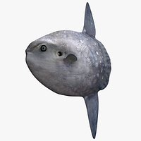 Ocean sunfish Mola mola