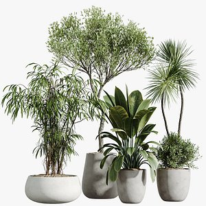 3D AV Indoor Plants Set 285 Ficus Marginata Olive Yucca Rostrata Palm Abidjan