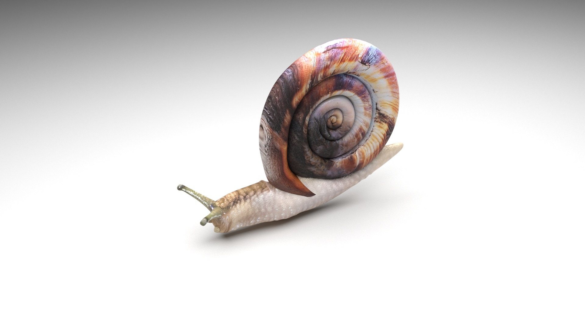 Snail 3D https://p.turbosquid.com/ts-thumb/39/fRtSsW/43/snail3/jpg/1655964377/1920x1080/fit_q87/a225dcc0f5c465f2b37ac987c39c8af2c7f9fea1/snail3.jpg