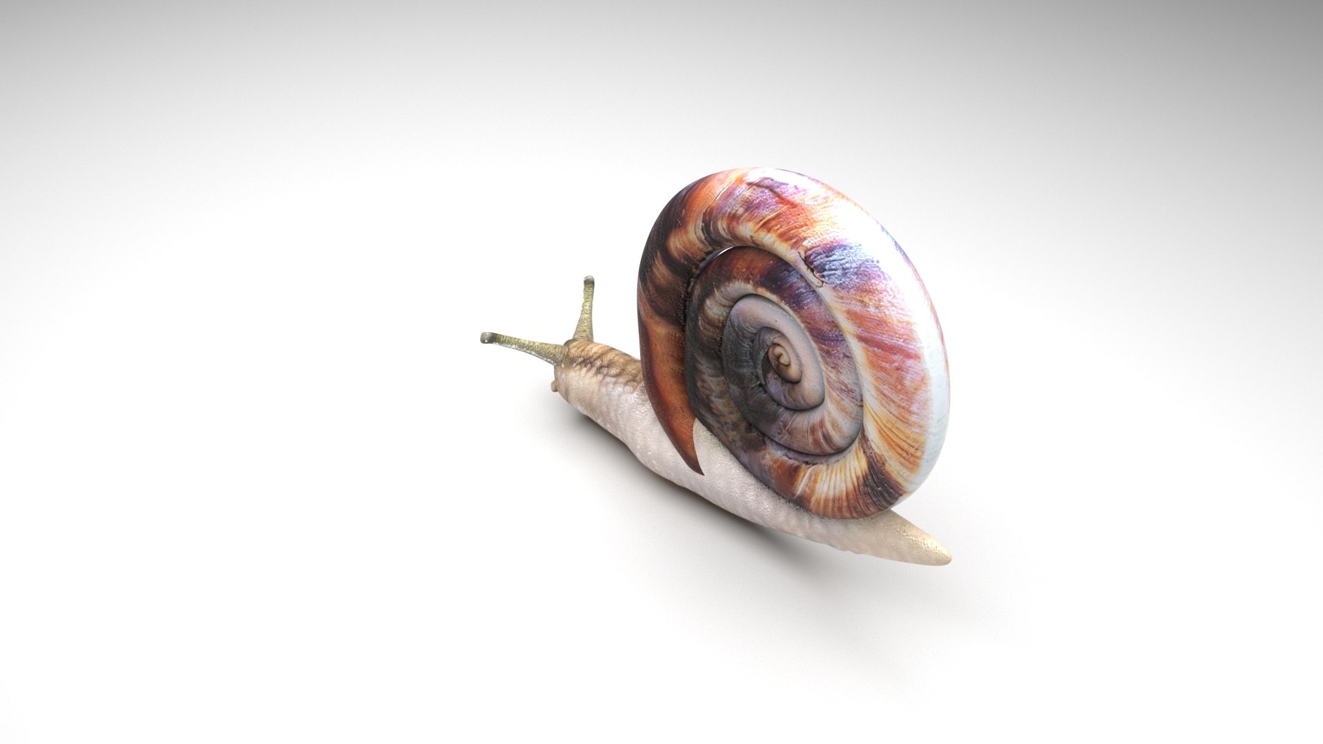 Snail 3D https://p.turbosquid.com/ts-thumb/39/fRtSsW/7g/snail4/jpg/1655964378/1920x1080/fit_q87/f7967577fddcbfd1b633dcdc771461bbb6027a48/snail4.jpg
