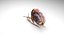Snail