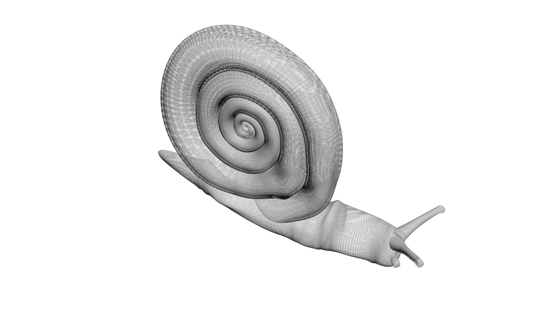 Snail 3D https://p.turbosquid.com/ts-thumb/39/fRtSsW/BZ/snail17/jpg/1655964384/1920x1080/fit_q87/b3996444f230bc037a89e056ad521b792096744e/snail17.jpg