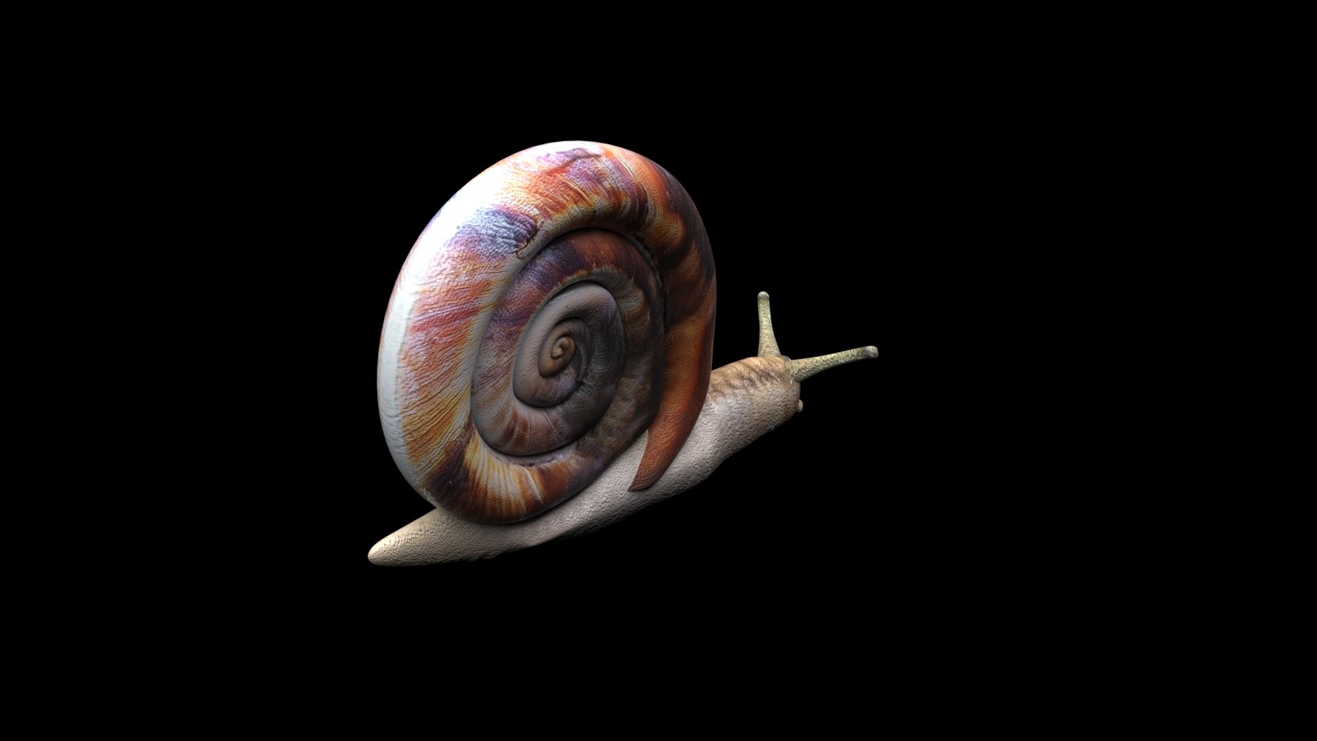 Snail 3D https://p.turbosquid.com/ts-thumb/39/fRtSsW/Ih/snail9/jpg/1655964380/1920x1080/fit_q87/0c08dd1ed6554c7673daf9f4134bef0639e262ae/snail9.jpg