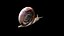 Snail