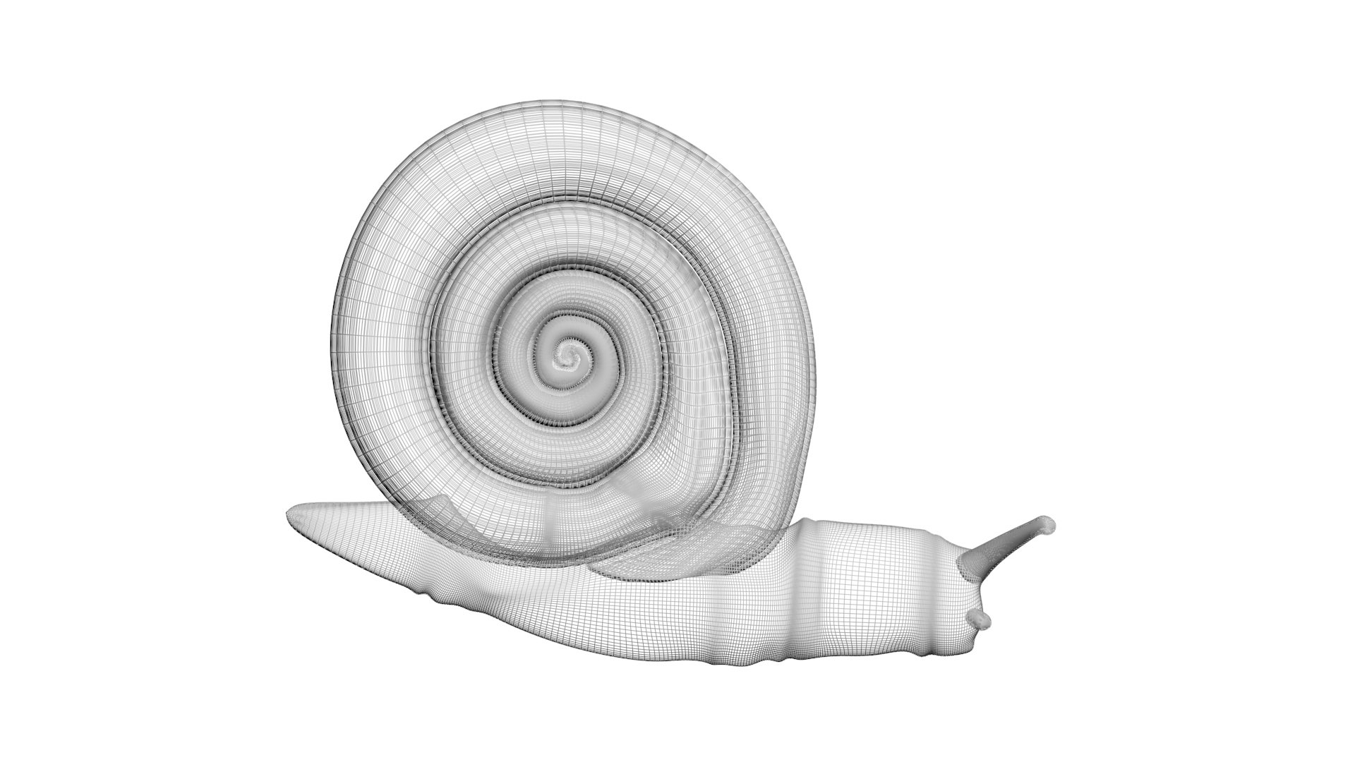 Snail 3D https://p.turbosquid.com/ts-thumb/39/fRtSsW/Kp/snail20/jpg/1655964385/1920x1080/fit_q87/18dcd6f872868c5fd71eab03b343b78410a85c78/snail20.jpg