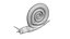 Snail