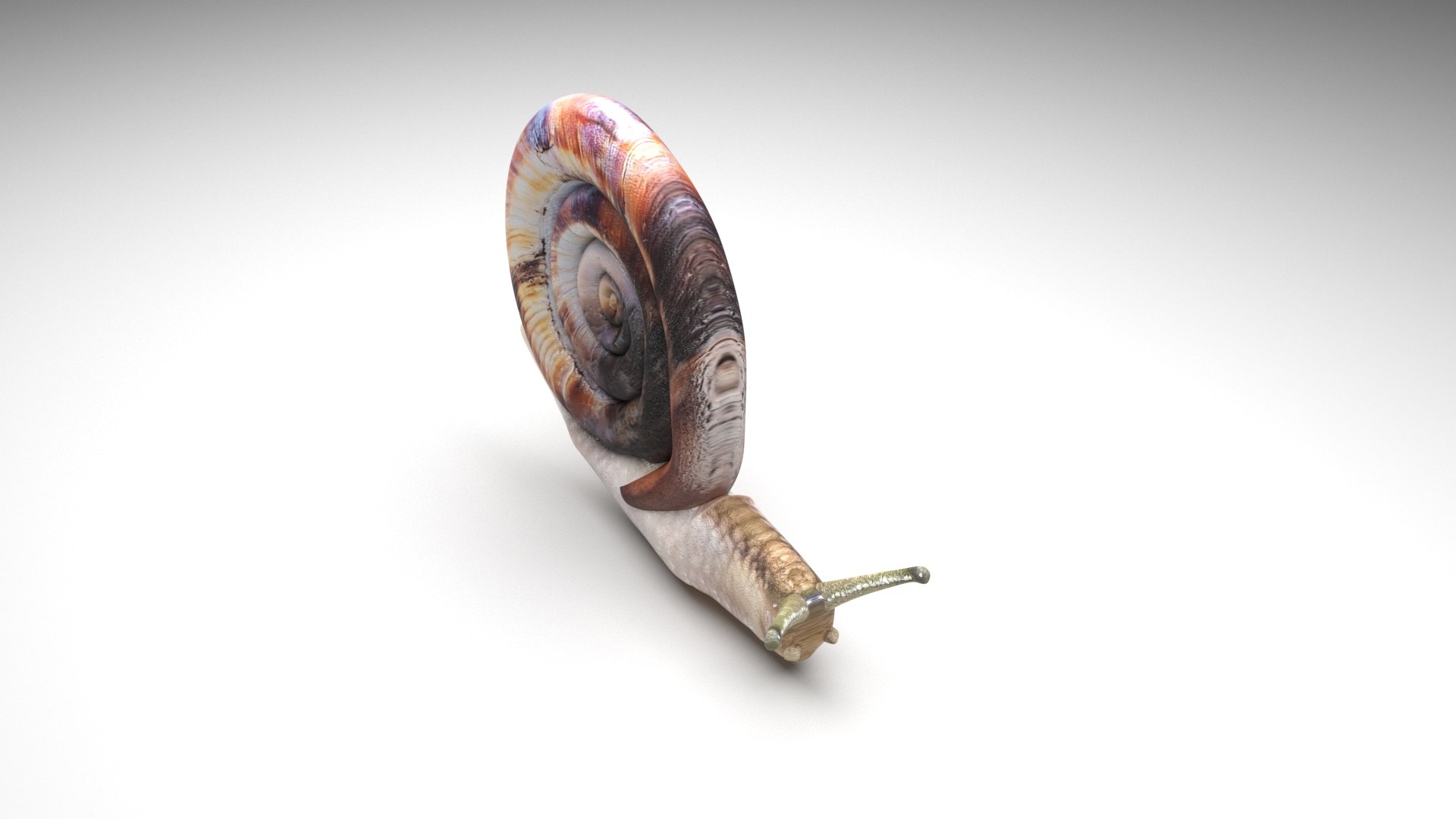 Snail 3D https://p.turbosquid.com/ts-thumb/39/fRtSsW/QB/snail2/jpg/1655964377/1920x1080/fit_q87/c13d6ce9b2cc9d9ee8f277a8acc68fc7620d75cf/snail2.jpg