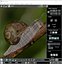 Snail