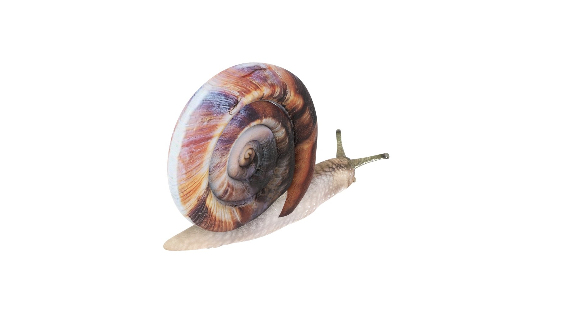 Snail 3D https://p.turbosquid.com/ts-thumb/39/fRtSsW/Vy/snail10/jpg/1655964381/1920x1080/fit_q87/cad1e8b640acfbde10f9a0b194096db9ca5cac46/snail10.jpg
