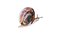 Snail