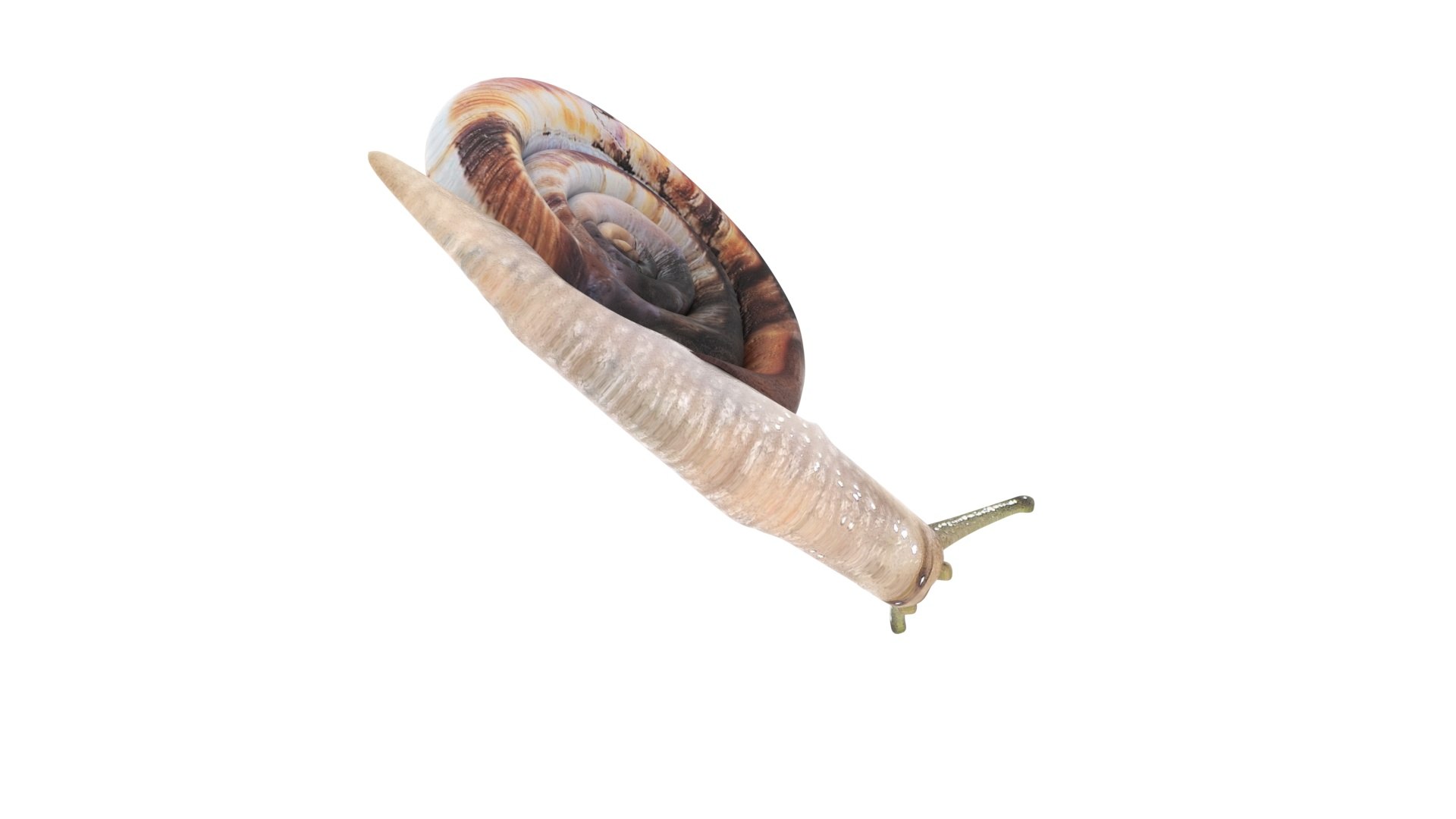 Snail 3D https://p.turbosquid.com/ts-thumb/39/fRtSsW/ke/snail14/jpg/1655964382/1920x1080/fit_q87/91c96251eeaaf13d3792817a0ad4c312ef25651d/snail14.jpg