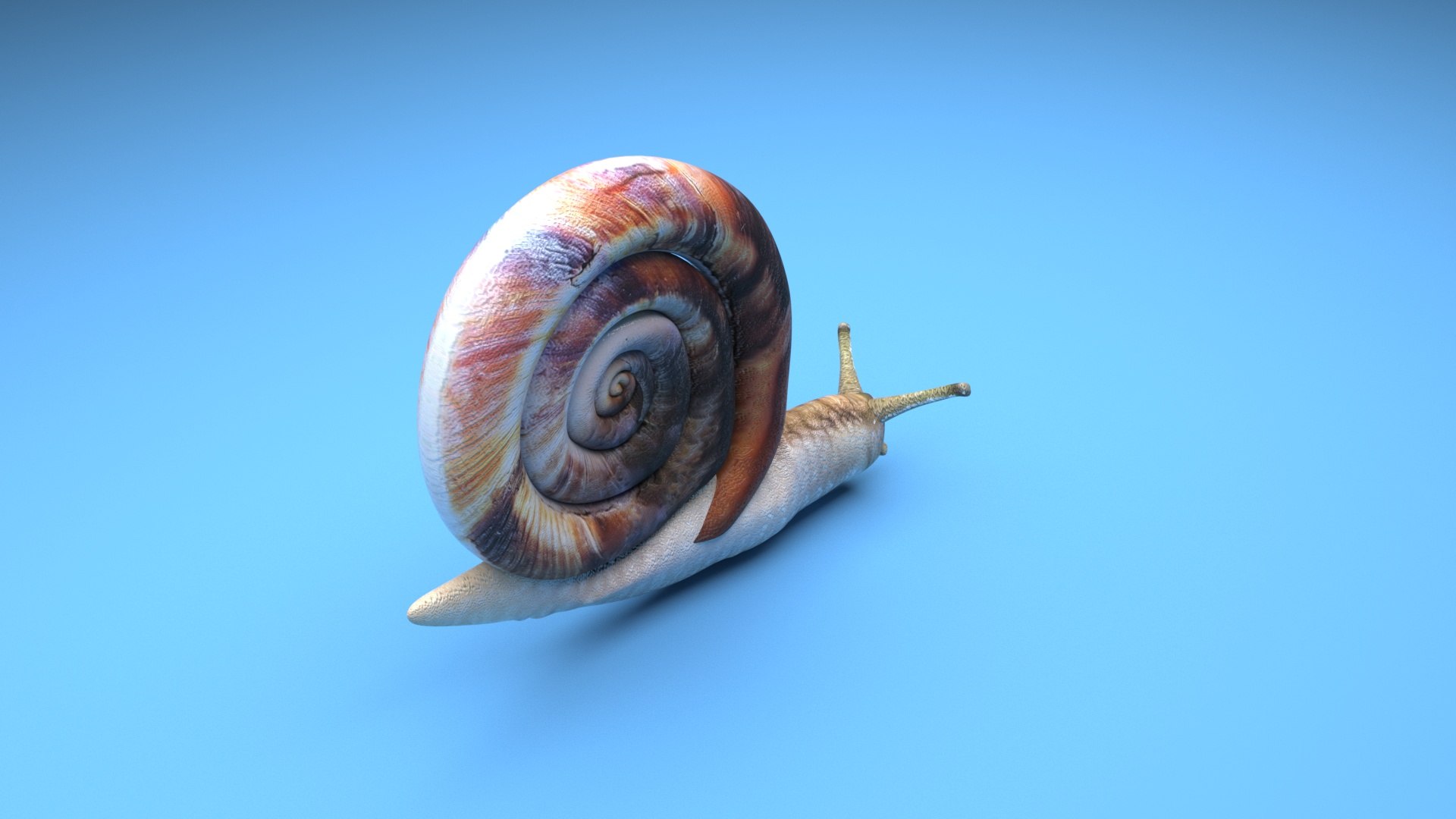Snail 3D https://p.turbosquid.com/ts-thumb/39/fRtSsW/ne/snail8/jpg/1655964379/1920x1080/fit_q87/5182983a3aba1b5eb10916d55d7e4f3546842958/snail8.jpg