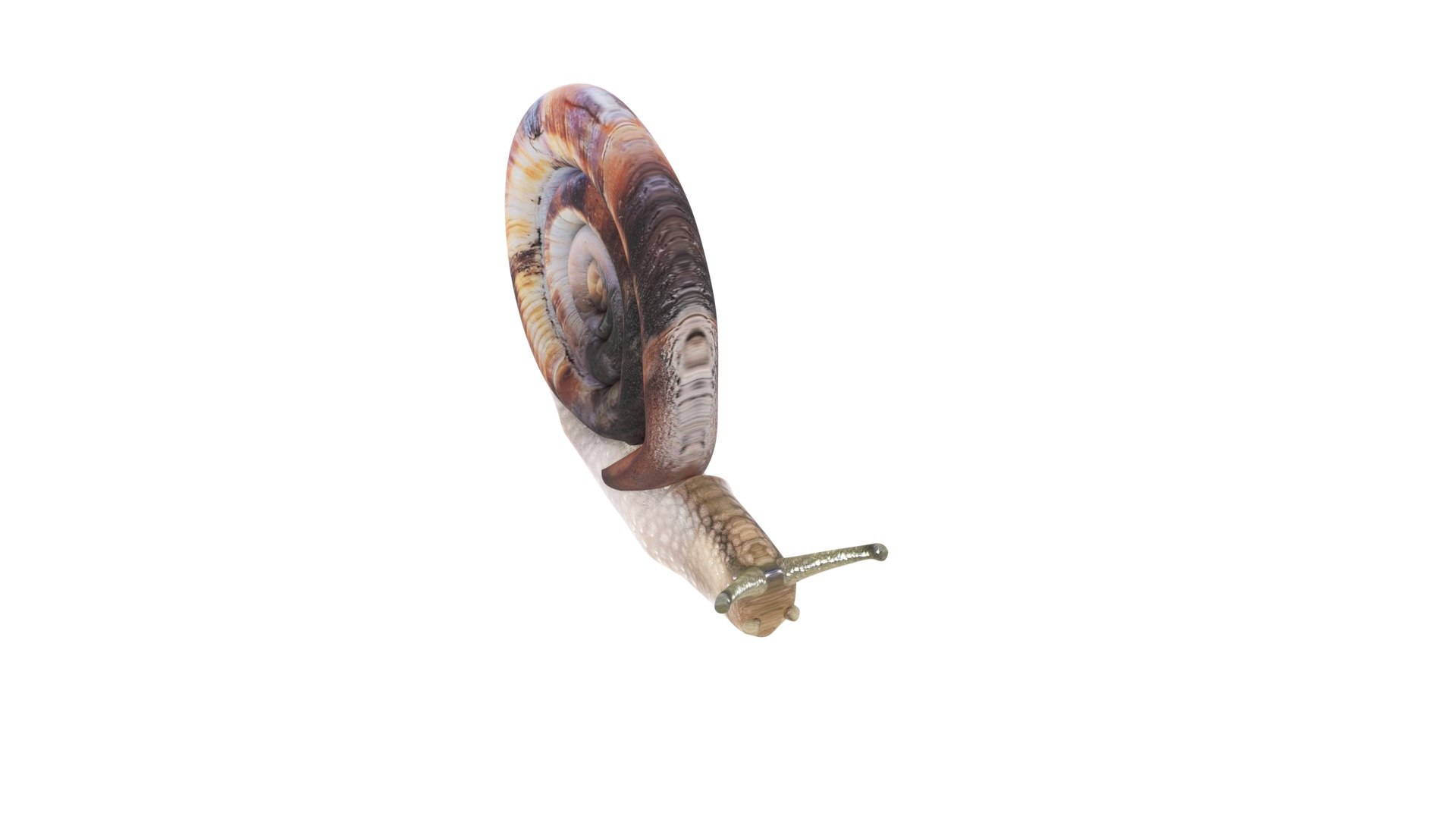 Snail 3D https://p.turbosquid.com/ts-thumb/39/fRtSsW/w0/snail11/jpg/1655964381/1920x1080/fit_q87/dcef05a1b9e16837e3eb157f781bbf3c327692d2/snail11.jpg
