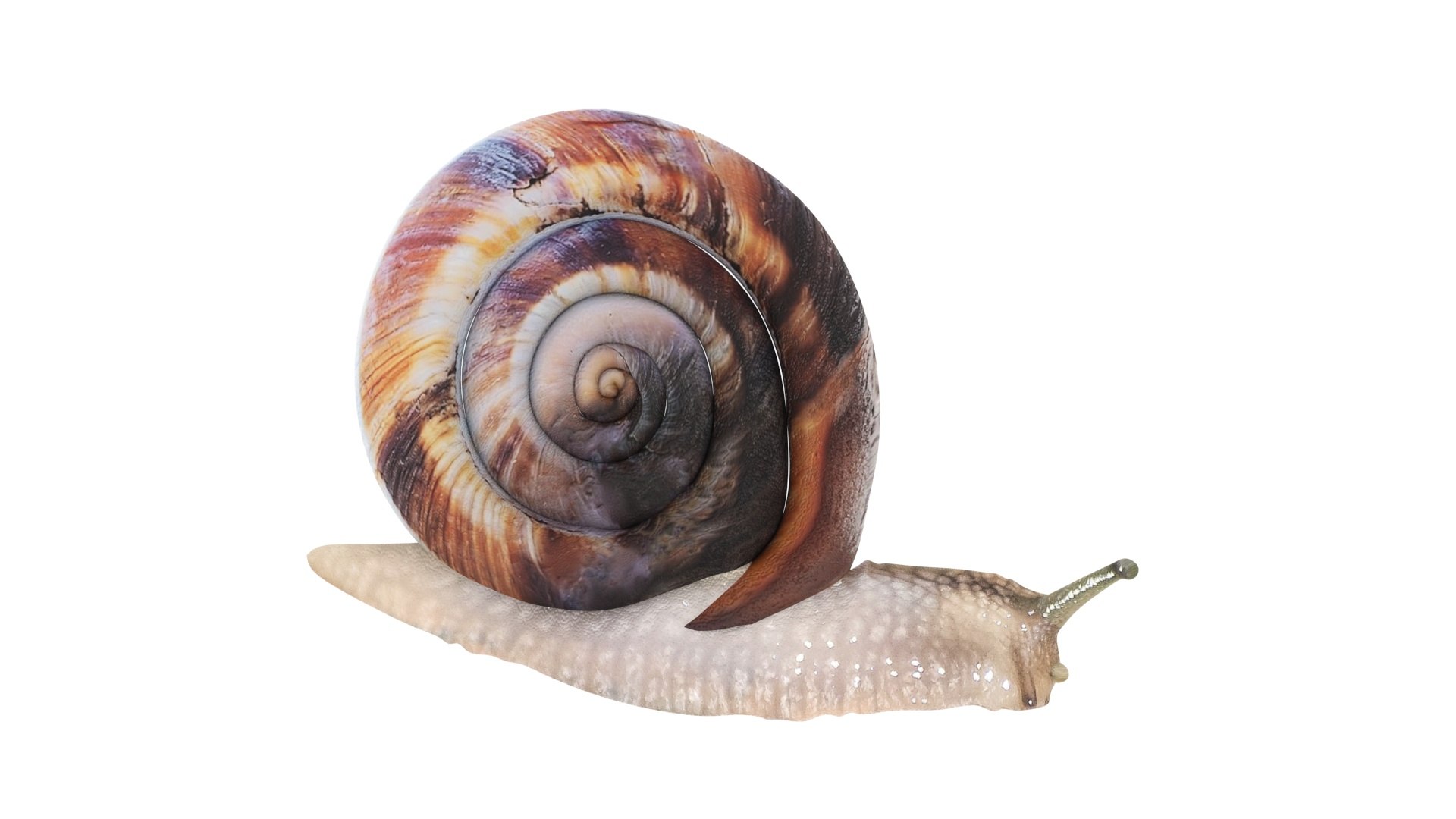 Snail 3D https://p.turbosquid.com/ts-thumb/39/fRtSsW/yr/snail15/jpg/1655964383/1920x1080/fit_q87/f05f5b47b30e9a3f87655bf07be77e94129e8bef/snail15.jpg