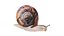 Snail