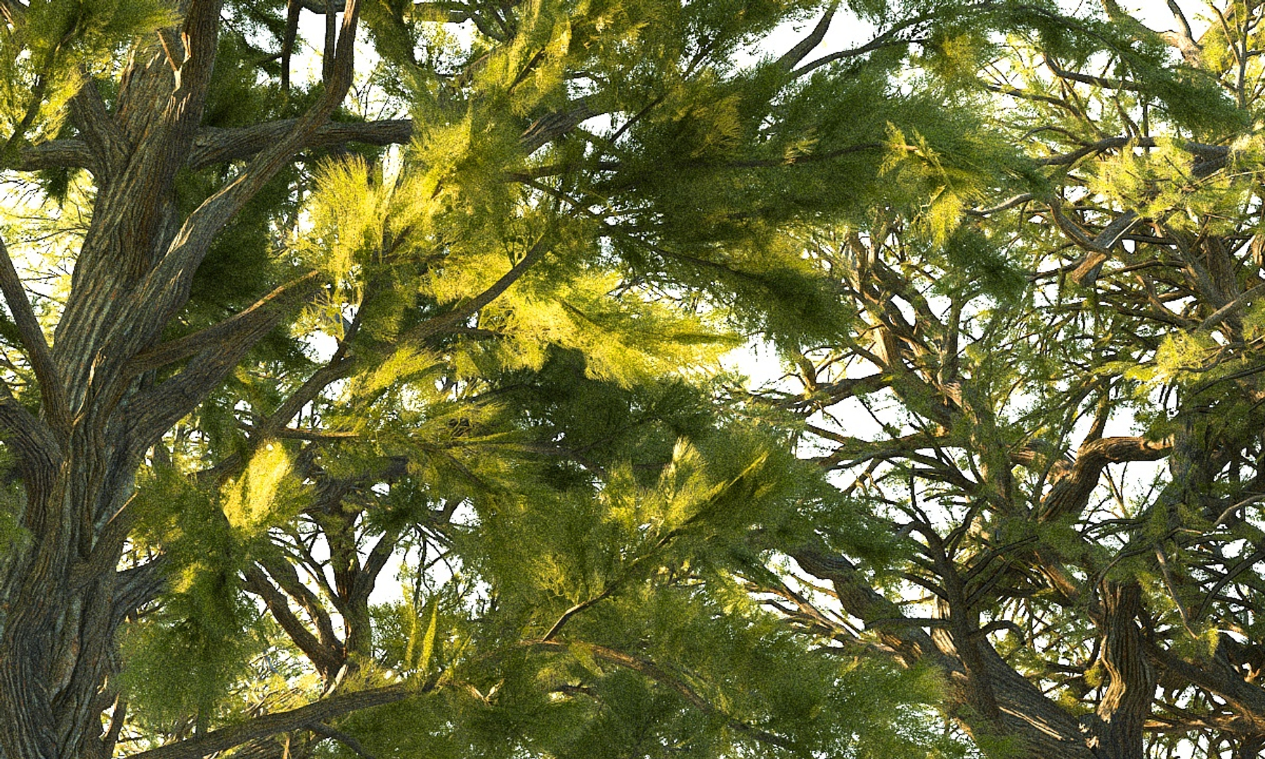 3D pine tree pack 7 https://p.turbosquid.com/ts-thumb/39/ksBKgK/61yXKpBI/0060/jpg/1546975544/1920x1080/turn_fit_q99/a48926684ba6e94a1d3eca72fa066041059730ce/0060-1.jpg