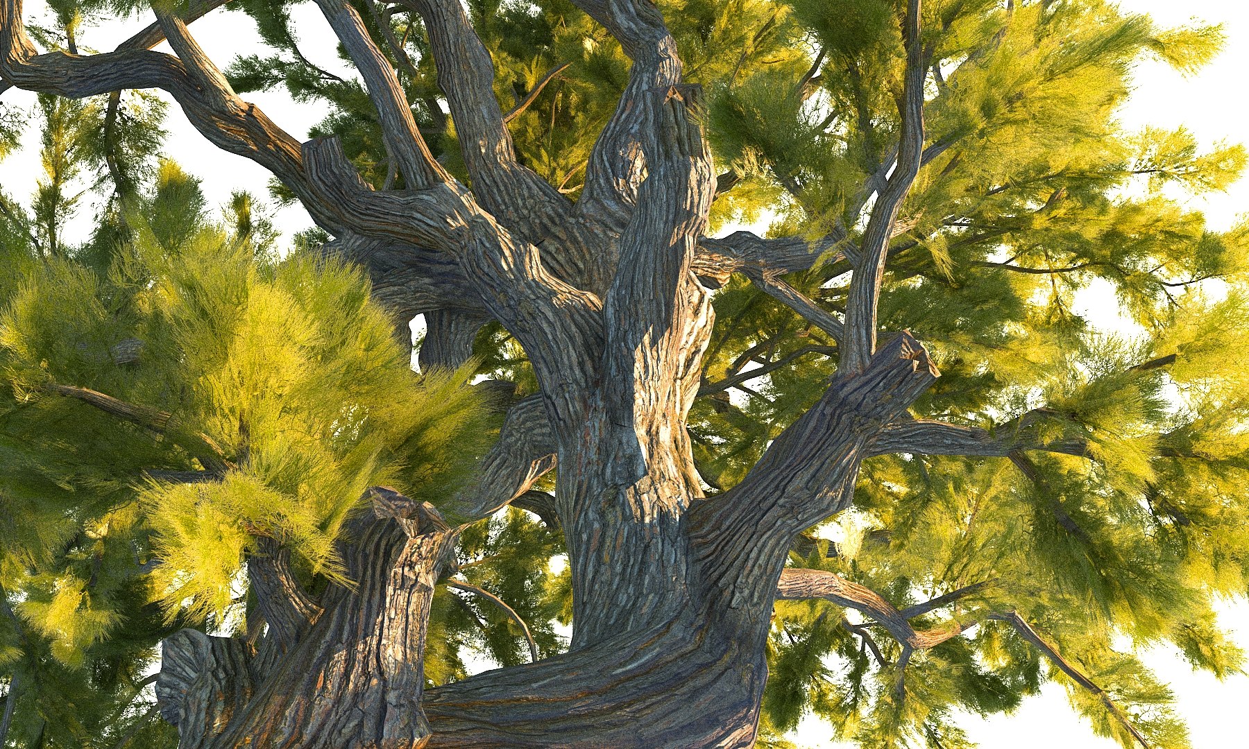 3D pine tree pack 7 https://p.turbosquid.com/ts-thumb/39/ksBKgK/9voOhFeC/090/jpg/1546912671/1920x1080/fit_q87/d900ad17f31b58460698024b68efdfca9b8b9365/090.jpg