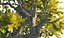 Pacote Animado Floresta de Pinheiros 7