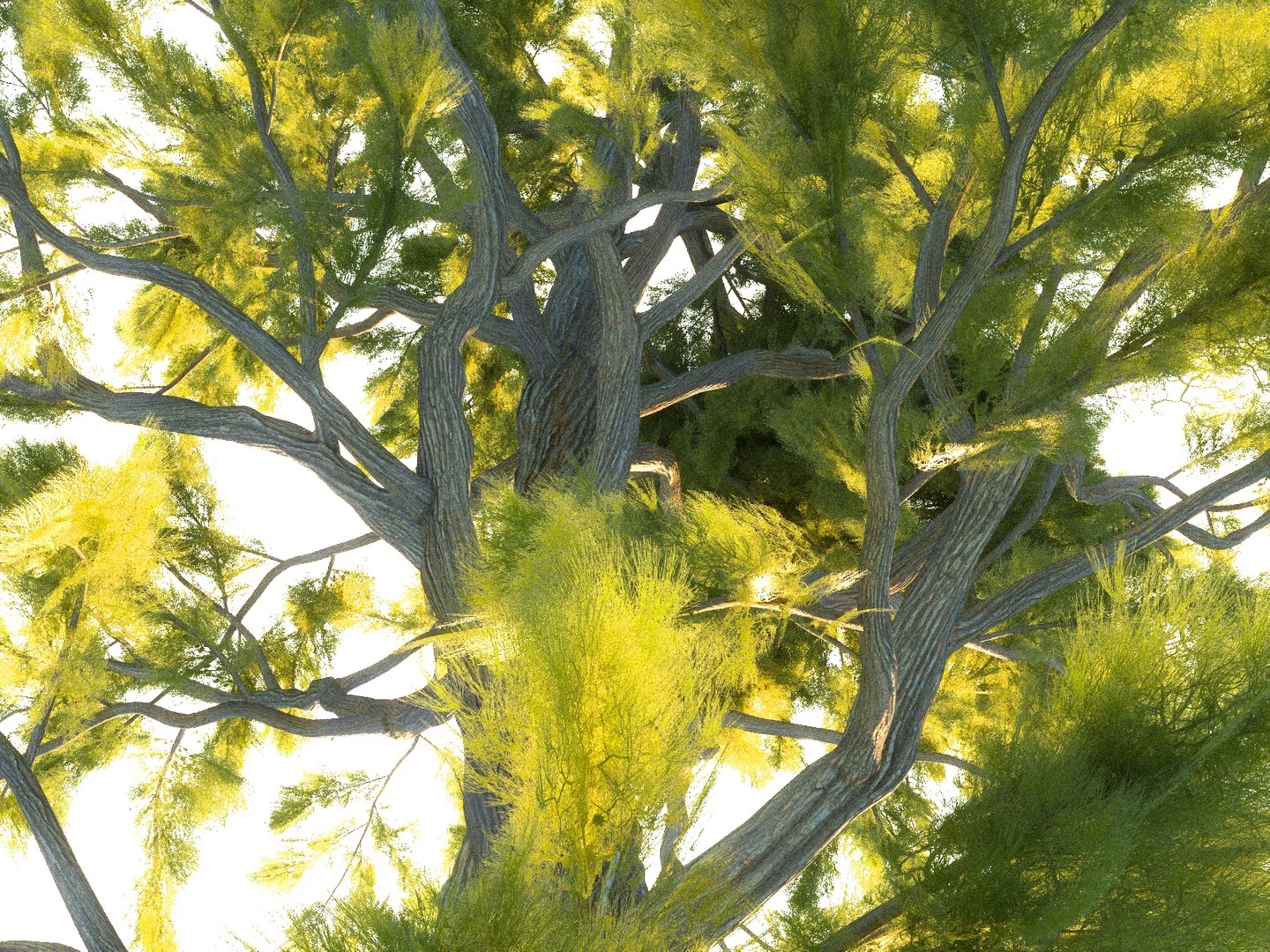3D pine tree pack 7 https://p.turbosquid.com/ts-thumb/39/ksBKgK/L7Cd3ZEv/889789098089/jpg/1546978048/1920x1080/fit_q87/169afb57436a07ffde7f52ab3686e967eeb5f881/889789098089.jpg