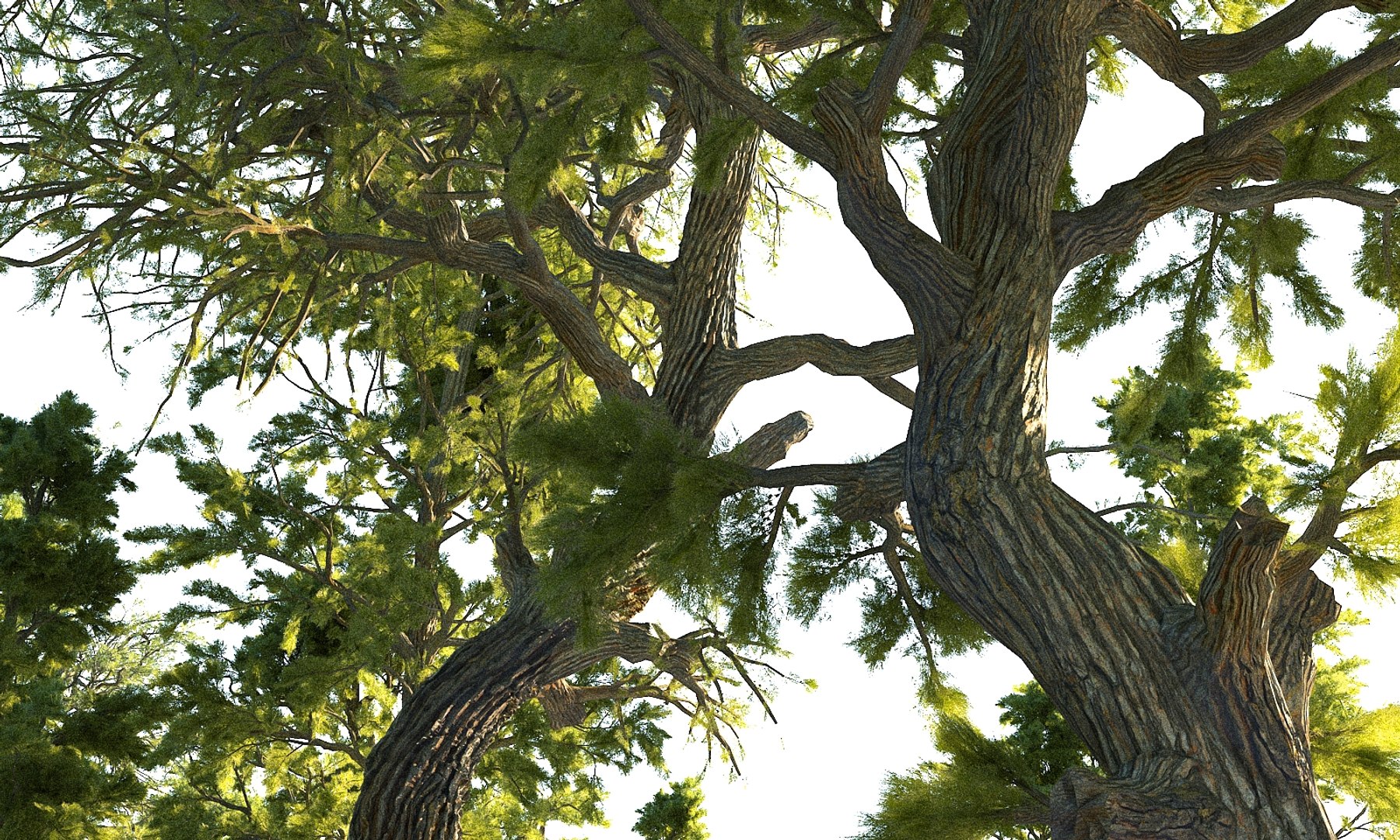 3D pine tree pack 7 https://p.turbosquid.com/ts-thumb/39/ksBKgK/OTOMmHgI/6666/jpg/1546906960/1920x1080/fit_q87/44f5589941eabb1ec451c1a2c04ea0403c4d2fe2/6666.jpg