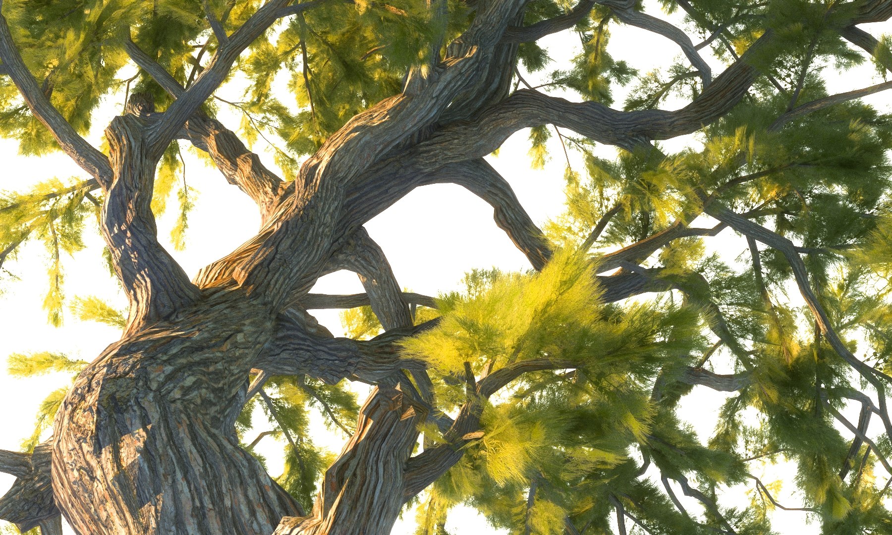 3D pine tree pack 7 https://p.turbosquid.com/ts-thumb/39/ksBKgK/VKbcEdwX/99909/jpg/1546912671/1920x1080/fit_q87/9019d93244bed84a46b2bfce794c59826c151d73/99909.jpg
