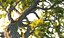 Pacote Animado Floresta de Pinheiros 7