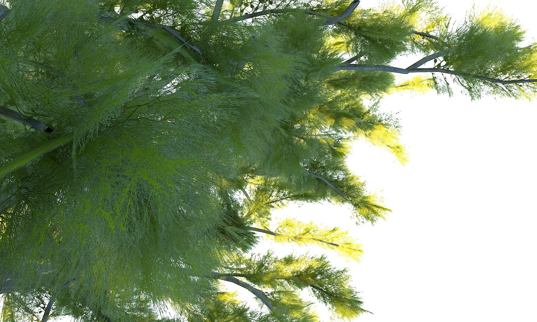 3D pine tree pack 7 https://p.turbosquid.com/ts-thumb/39/ksBKgK/gJvMIcM6/675675678/jpg/1546912671/1920x1080/fit_q87/cc3a577b4ef0ed565a5766657de82b1789d6f395/675675678.jpg