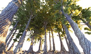 3D pine tree pack 7