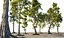 Pacote Animado Floresta de Pinheiros 7