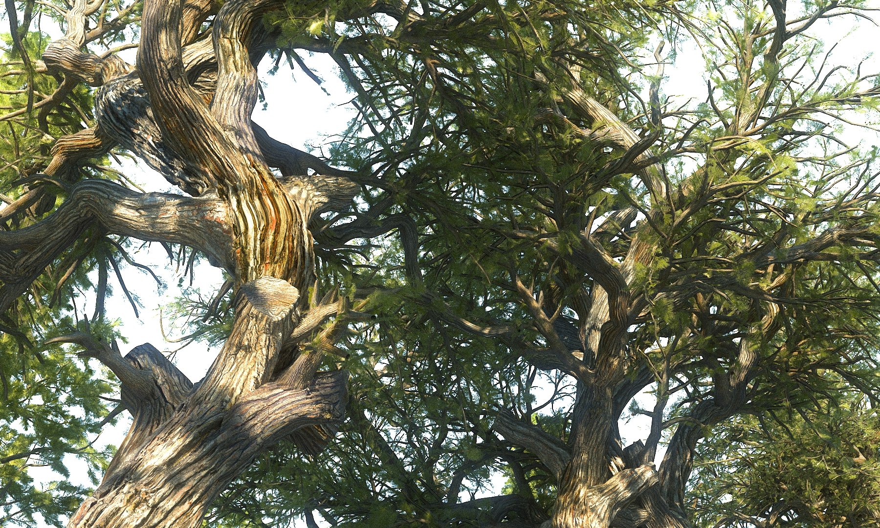 3D pine tree pack 7 https://p.turbosquid.com/ts-thumb/39/ksBKgK/z0ZkOjYu/5555555555555555/jpg/1546912846/1920x1080/fit_q87/707b802f437a8cd3c51ec1474a7bb7ff374ddde9/5555555555555555.jpg