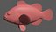 Ocellaris clownfish