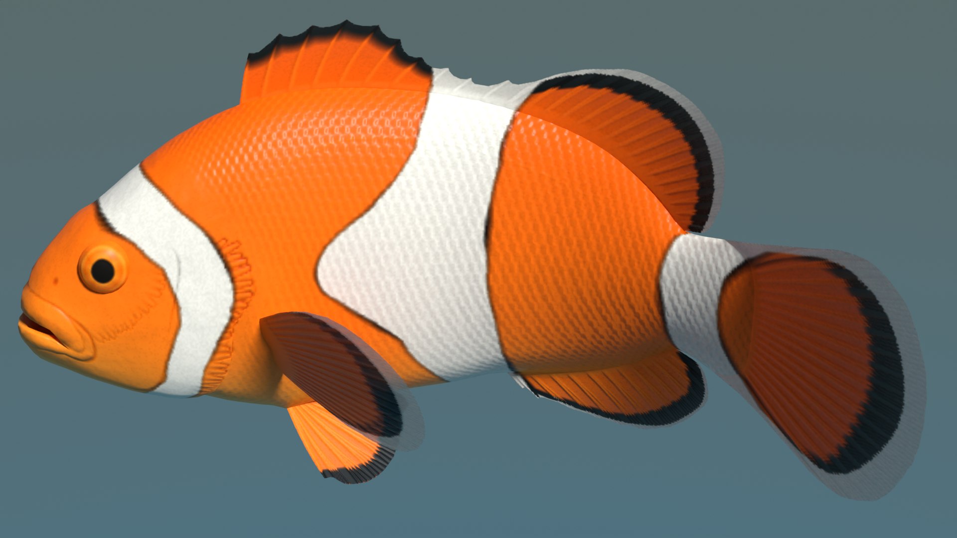 3d clown anemonefish model https://p.turbosquid.com/ts-thumb/39/m6MnBL/DB/clownafimage2/png/1643071930/1920x1080/fit_q87/3364f323cea3341f41c1805ebf8dad71b393ef9f/clownafimage2.jpg