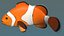 Ocellaris clownfish
