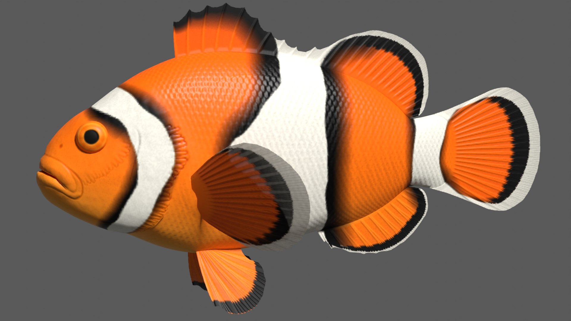 3d clown anemonefish model https://p.turbosquid.com/ts-thumb/39/m6MnBL/RX/clownafimage1/png/1643071927/1920x1080/fit_q87/85e2c982b6315059abd625800689d7e0da821d3d/clownafimage1.jpg