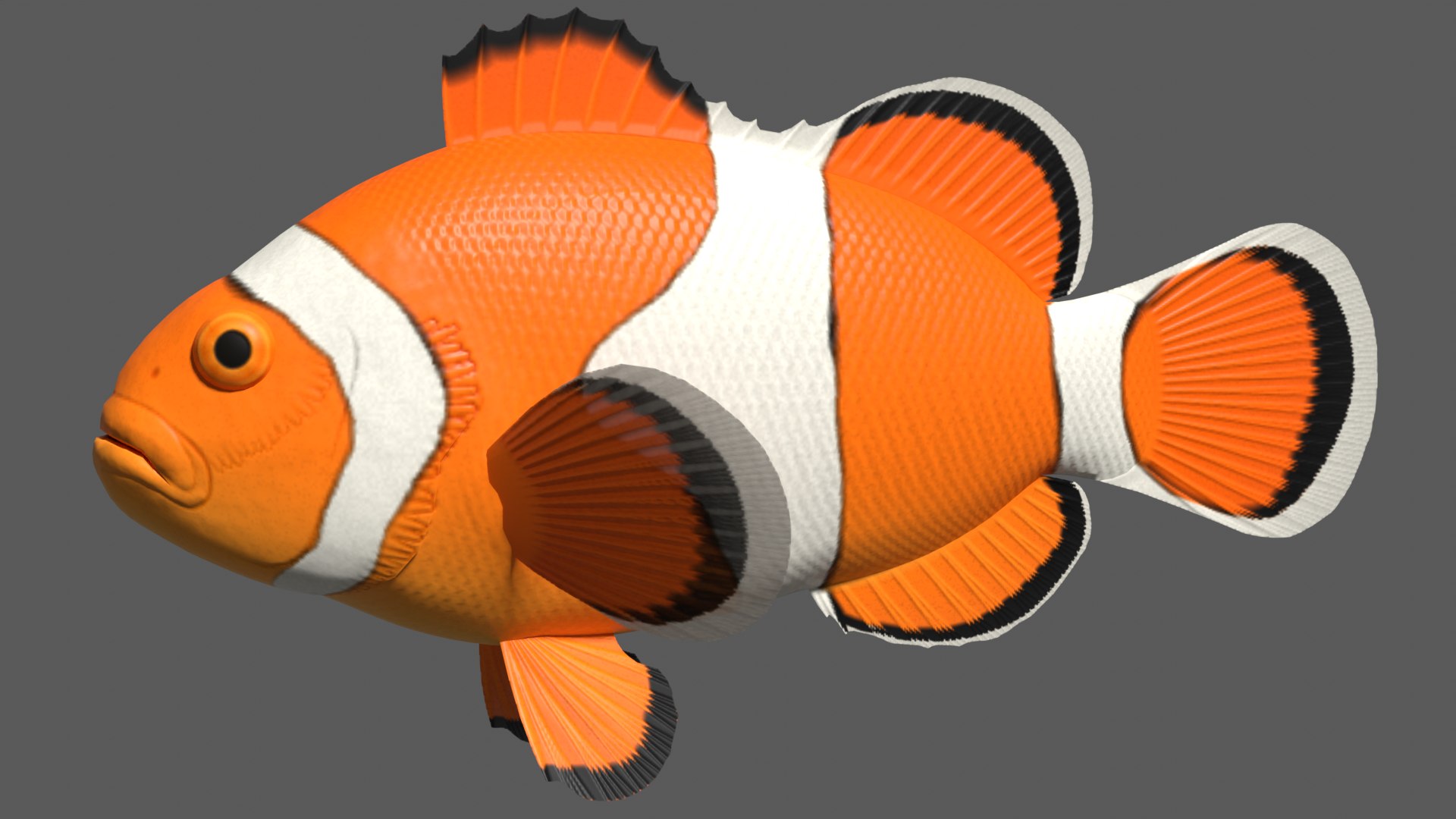 3d clown anemonefish model https://p.turbosquid.com/ts-thumb/39/m6MnBL/TK/clownafimage/png/1643071927/1920x1080/fit_q87/ae56f78569ab07788cfdd4b13893d0758288f025/clownafimage.jpg