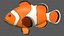 Ocellaris clownfish