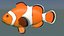 Ocellaris clownfish